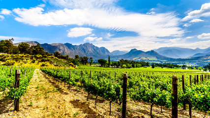 Vineyards of the Cape Winelands in the Franschhoek Valley in the Western Cape of South Africa, amidst the surrounding Drakenstein mountains