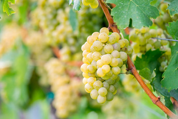 gold gelbe fruchtige Weintrauben im Herbst