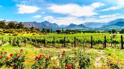 Foto op Canvas Vineyards of the Cape Winelands in the Franschhoek Valley in the Western Cape of South Africa, amidst the surrounding Drakenstein mountains © hpbfotos