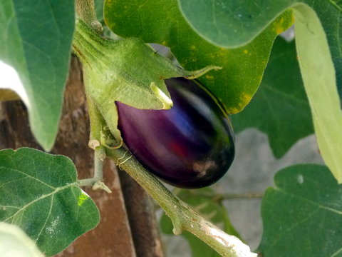 Eggplant on the plant