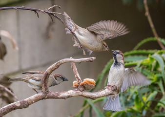 scenes of sparrows showing fights, love, moments of life