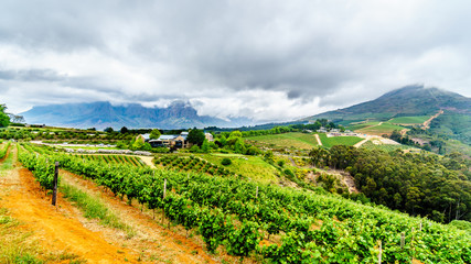 Fototapeta na wymiar Olive groves and vineyards surrounded by mountains along the Helshoogte Road between the historic towns of Stellenbosch and Franschhoek in the wine region of Western Cape of South Africa