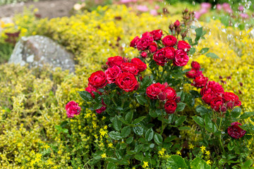 Bush of red roses  in the background of yellow small plants, floriculture concept