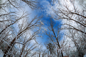 trees soft focus forest woods landscape wide background wallpaper green sky clouds