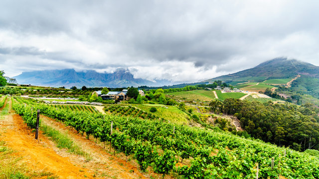 Olive groves and vineyards surrounded by mountains along the Helshoogte Road between the historic towns of Stellenbosch and Franschhoek in the wine region of Western Cape of South Africa