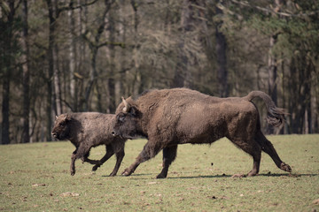 Fototapeta premium Bison d'Europe