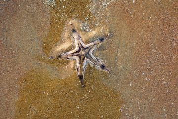 Sea star on the buried in the sand