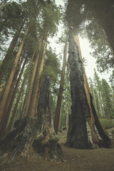 Fototapeta premium The beautiful vintage green forest like a fairytale at Sequoia National Park