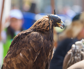 golden eagle, falcon