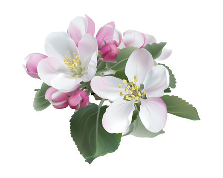 Apple blossoms.White and pink spring flowers. Hand drawn vector illustration on white background - realistic style. 
