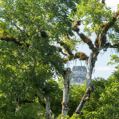 Fototapeta premium Tikal Mayan Jungle Ruins