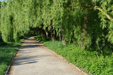 Aleja parkowa pod wierzbami płaczącymi, Polska, Wrocław © Ewa