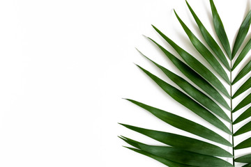 Border frame made of green leaves on a pale white background