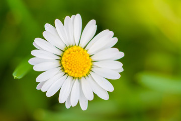 Obraz premium aufgeblühtes Gänseblümchen im Sommer