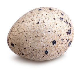 Fototapeta na wymiar quail egg isolated on white background