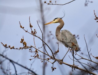 Crane posing in the light