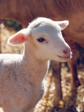 Cute baby sheep on a farm