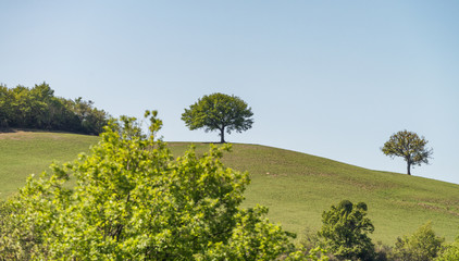 Isolated trees on a beautiful Tuscany campaign