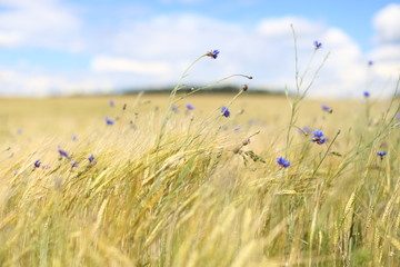 a meadow of wild flowers under beautiful sun