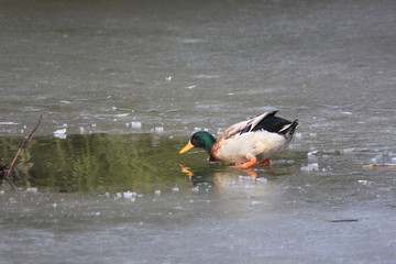 Schnell noch ein Eisbad