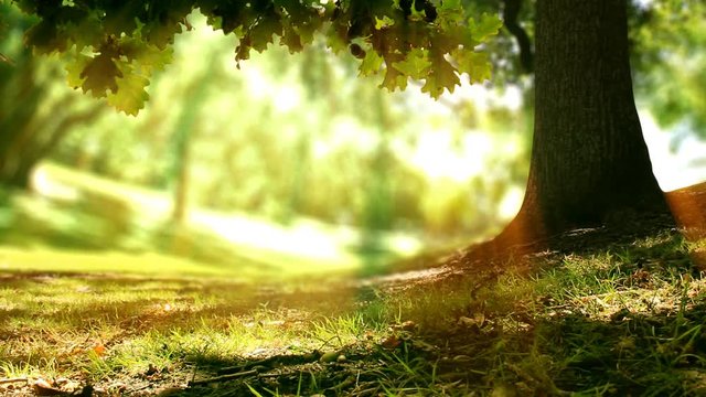 Seamless loop of an Oak tree in golden sunlight in a forest or park. Spring time nature background. Copy space. 