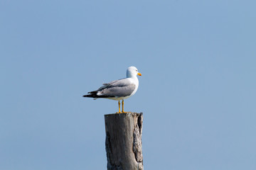 Gull standing on palisade