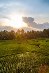 Reisefelder in Bali mit Sonnenuntergang