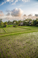 Obraz premium Reisefelder in Bali mit Sonnenuntergang