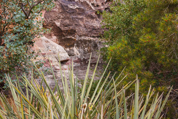 Native American Petroglyphs in the Background - Red Rock Canyon, Nevada