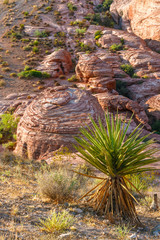 Yucca Plant with Rock Formation at Red Rock Canyon, Nevada