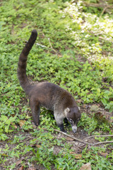 White-Nosed Coati At Tikal Guatemala