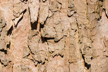 Rough Bark
