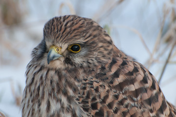 Turmfalke