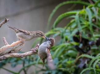 the sparrows fighting for breakfast in the harsh winter
