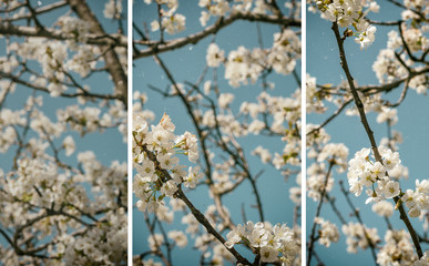 Cherry tree blossoms on a beautiful spring day in Tuscany