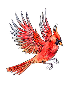 Flying bird Cardinal, hand drawing, sketch. An image of a bird in watercolor isolated on white background with clipping path.
