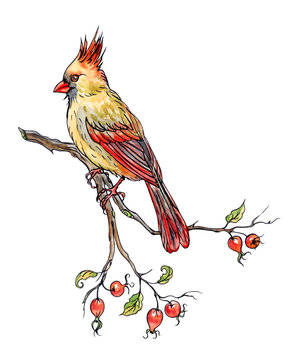Bird cardinal on a branch of a dogrose with fruits, hand drawing, sketch. An image of a bird in watercolor isolated on white background with clipping path.