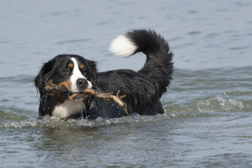 bernese mountain dog in the water