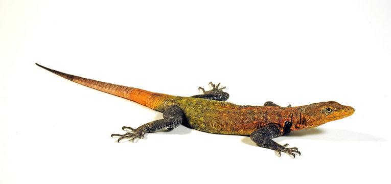 Riesenplattechse (Platysaurus imperator) Imperial Flat Lizard, Emperor Flat Lizard 