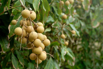Longan fruit on tree, Tropical fruits  in Thailand.