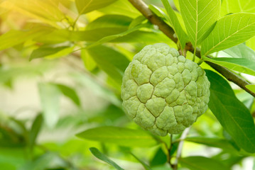 Fototapeta premium Custard apple fruit on tree.(sugar apple, sweetsop, anon, Annona squamosa)