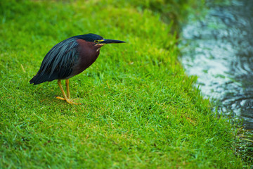 Bird on a green meadow near a river in the Dominican Republic, Butorides virescens.