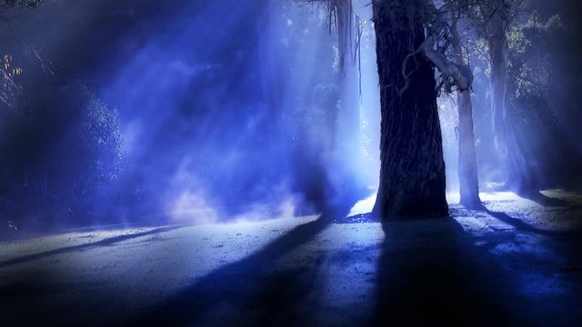 Misty forest. Steam rises from frost amongst silhouetted trees, illuminated by sun rays, blue version. This shot could also be used for a dark spooky night time horror scene of moonlight in a forest.
