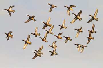 flock of flying ducks during the spring migration