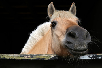 Portrait of Fjord Horse in a stable, on a black background. Norwegian horse (Equus ferus caballus).