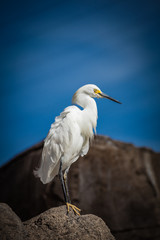 Egret Standing on a Rock