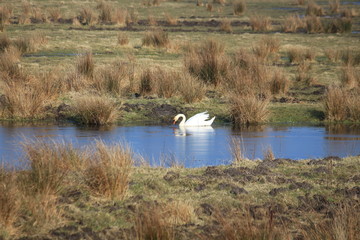 Ein Höckerschwan nimmt ein Bad