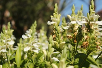 Justicia Adhatoda flowers in the garden