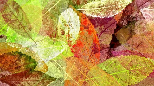 Autumn / Fall leaves background loop. A textured and layered collage of detailed leaf skeleton veins fading in and out. In 4K and HD.