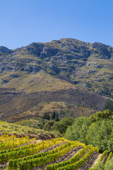 Fototapeta premium Franschhoek Scenery